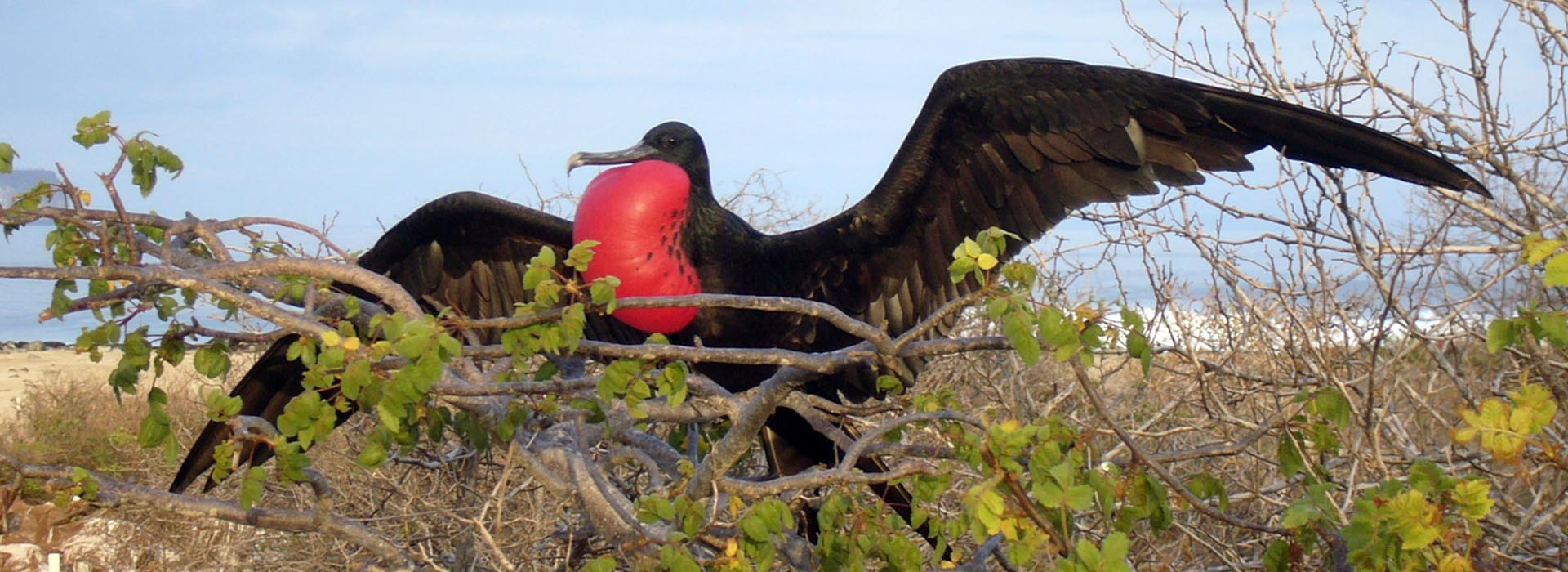 Galapagos Islands – 10 Days – 13Apr23