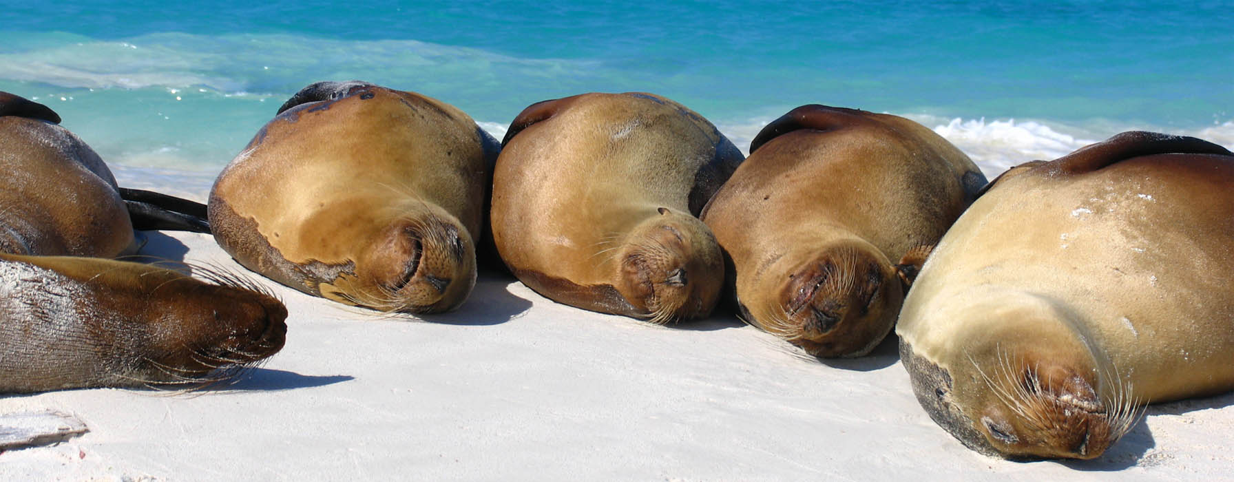 Galapagos Islands – 10 Days – 13Apr23