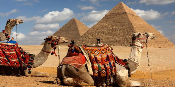 Great Pyramid Camels