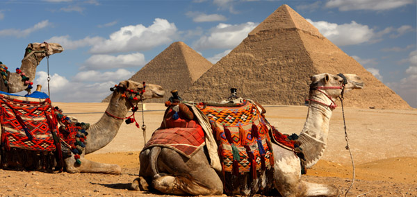 Great Pyramid Camels