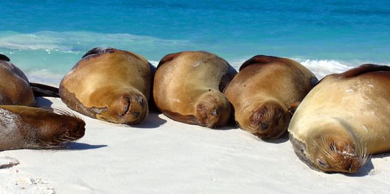 Galapagos Islands Cruise